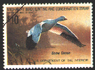 duck stamp image rw55