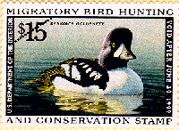 duck stamp image rw65