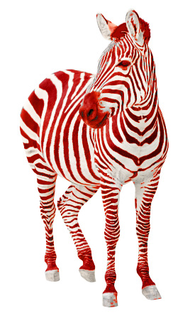 RÃ©sultat de recherche d'images pour "zebra red and white"